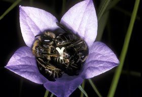 Andrena pandellei M&auml;nnchen