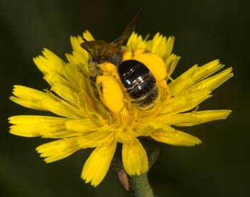 Andrena polita pollensammend an Picris hieracioides
