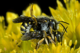 Anthidium oblongatum Kopula