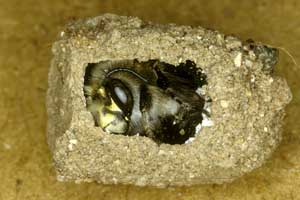 Anthophora plumipes - M&auml;nnchen in Brutzelle
