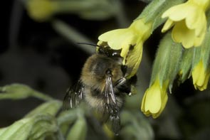Anthophora plumipes - Bl&uuml;tebesuch an Primula