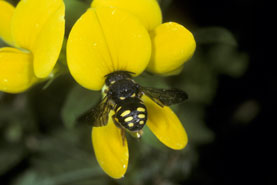 Anthidium strigatum Weibchen
