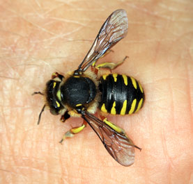 Anthidium manicatum schwei&szlig;leckend