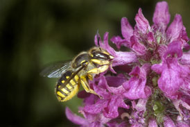 Anthidium manicatum - Weibchen an Stachys officinalis
