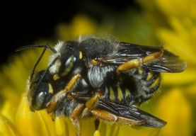 Anthidium oblongatum  Paarung