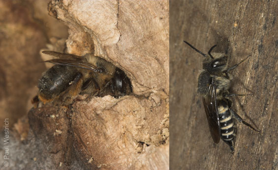 Anthophora furcata Weibchen