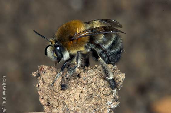 Anthophora plumipes - frisch geschl�pftes M�nnchen