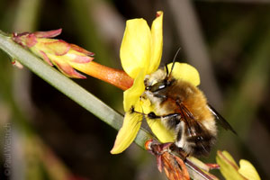 Anthophora plumipes M�nnchen an Winterjasmin