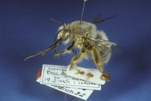 Holotypus Anthophora porphyrea Westrich