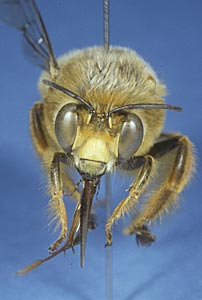 Anthophora porphyrea Männchen frontal