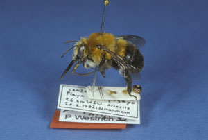 Holotypus Anthophora purpuraria