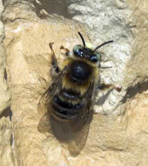 Anthophora quadripunctata