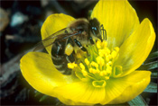 Apis mellifera - Honigbiene