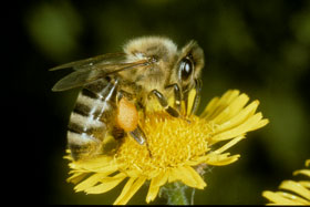 Apis mellifera