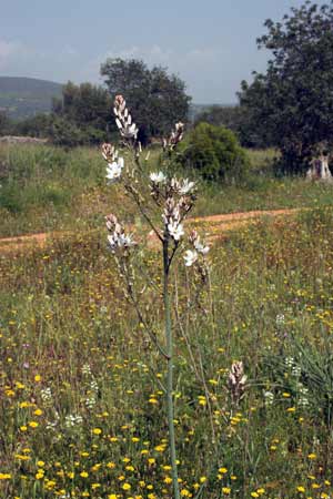 Asphodelus aestivus