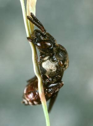 Biastes emarginatus Weibchen
