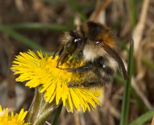 Bombus pascuorum - K�nigin auf Huflattich