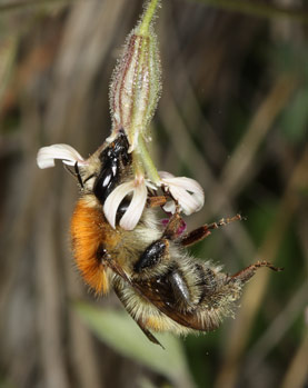 Bombus pascuorum nektartrinkend an Silene nutans