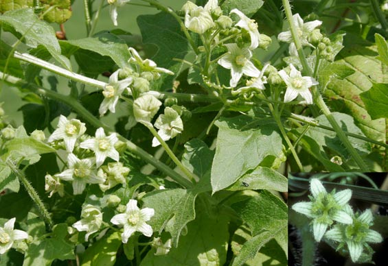 Bryonia dioica