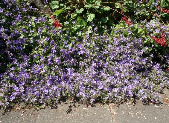 Campanula poscharskyana