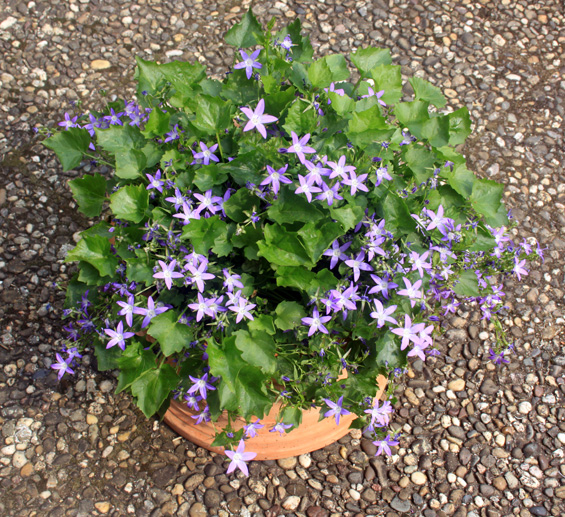 Campanula poscharskyana im Topf