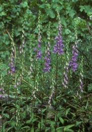 Campanula rapunculoides