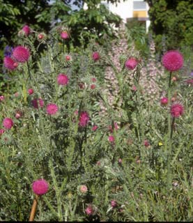 Carduus nutans