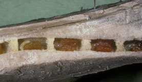 Ceratina cyanea - Nest