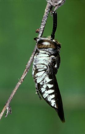 Coelioxys afra Weibchen schlafend
