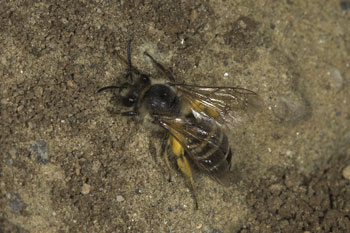 Colletes hedera am Nest