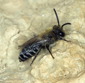 Colletes daviesanus M�nnchen