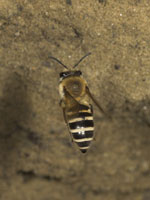 Colletes hederae - Weibchen im Flug