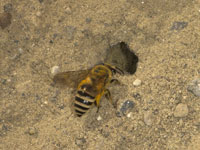 Colletes hederae - Weibchen am Nest