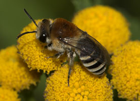 Colletes similis Weibchen