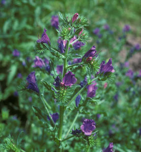 Echium lycopsis
