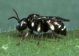 Epeoloides coecutiens Weibchen