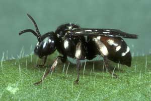 Epeoloides coecutiens Weibchen