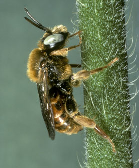Epeoloides coecutiens M&auml;nnchen