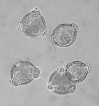 Euonymus - Pollen