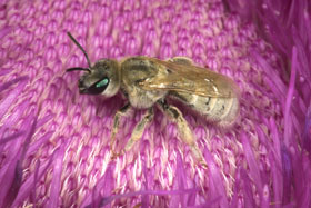 Halictus pollinosus Weibchen in Carduus nutans