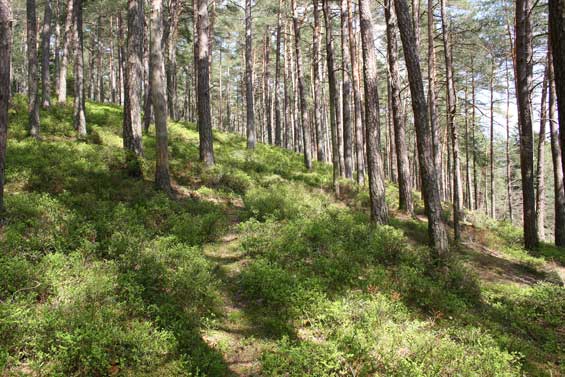 Kiefernwald mit Heidelbeeren