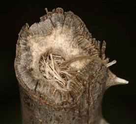Isodontia mexicana  Nestverschlu&szlig;