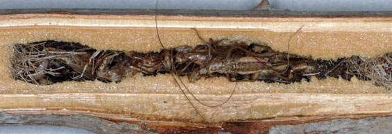 Isodontia mexicana Brutzellen
