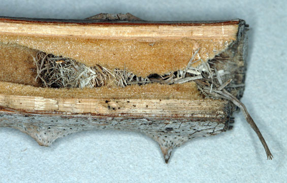 Isodontia mexicana - Nestverschlu&szlig;
