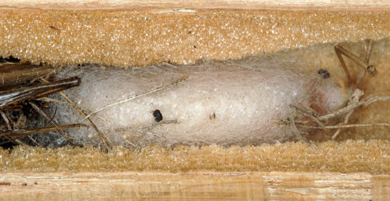 Isodontia mexicana Kokon