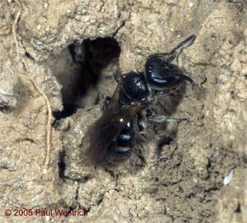Lasioglossum marginellum Weibchen
