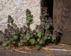 Lamium purpureum