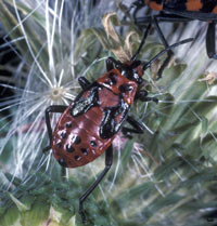 Lygaeus saxatilis - Larve
