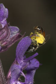 Lasioglossum elegans - Weibchen an Salvia verticillata