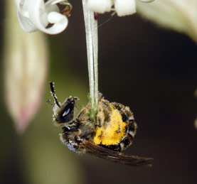 Lasioglossum calceatum pollensammelnd an Silene nutans